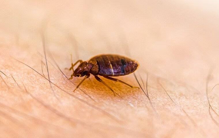 What To Do If You Think You Have Bed Bugs In Your Melissa Home