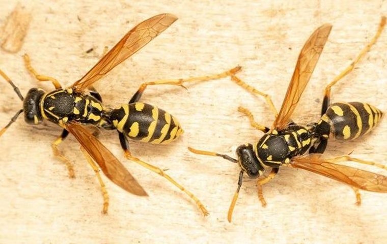 The Trick To Keeping Wasps Off Your Anna Property