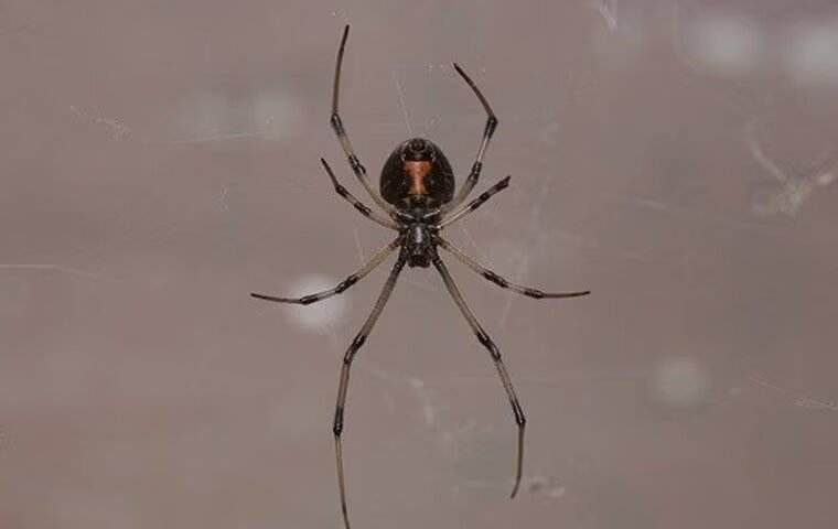 Anna Property Owners’ Complete Guide To Black Widow Control