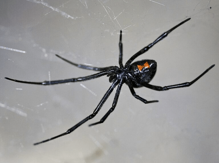 Spider Season Survival: Preparing Your McKinney Home