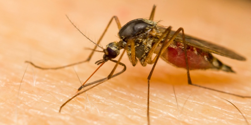 Are Mosquitoes a Common Problem in Melissa, TX?