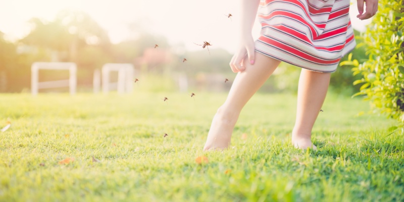 Why Are Mosquitoes Invading My Yard?