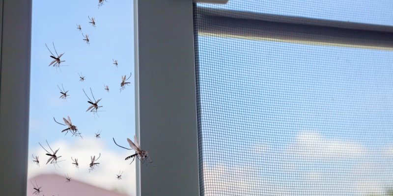 Protect Your Anna, TX Home from Mosquitoes