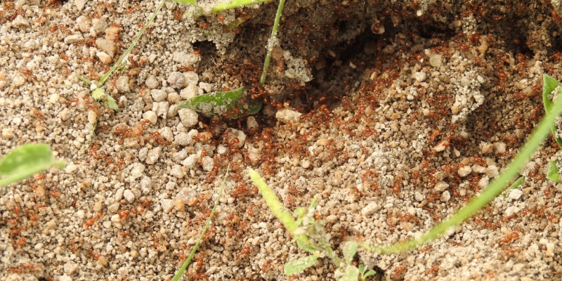 What Should I Do If I Have Fire Ants on My Property?