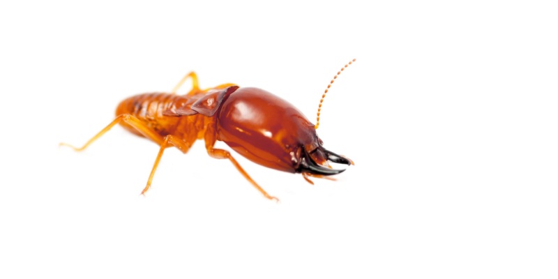 Termite Control Experts in Anna, TX
