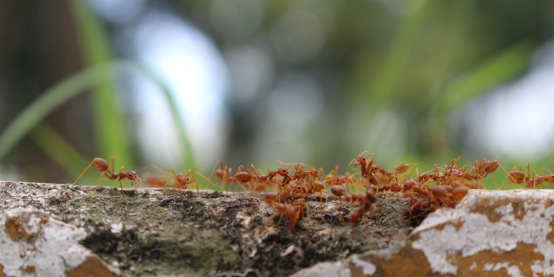 Best Fire Ant Exterminators in Anna, TX