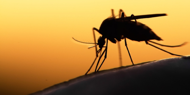 Mosquito Control Experts in Anna, TX