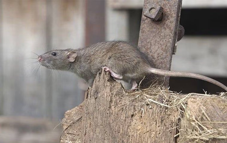 What Anna Property Owners Ought To Know About Rat Control