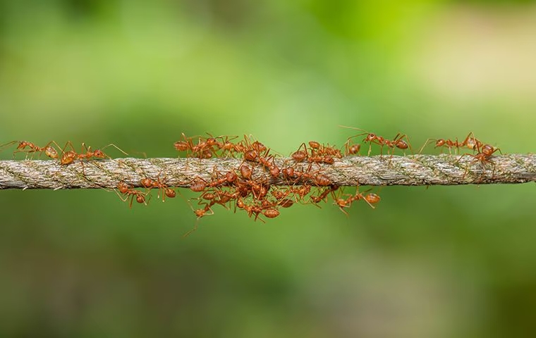 Say Good Riddance To Ants In Your McKinney Home