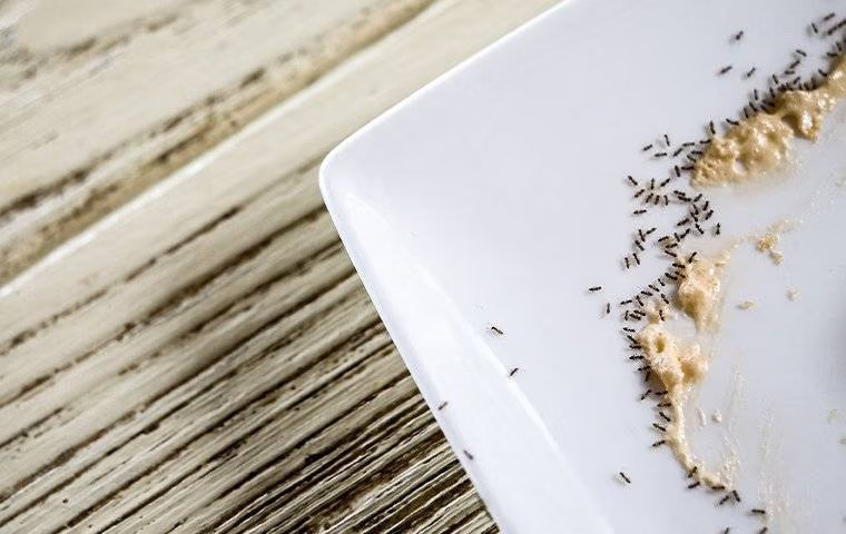 The Trick To Eliminating Ants In Your McKinney Home