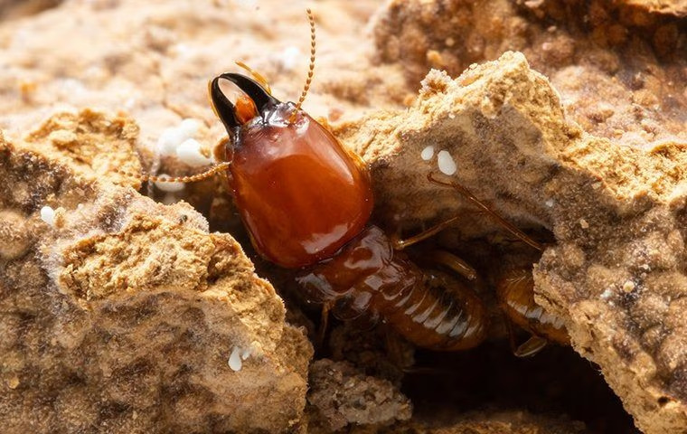 How Much Damage Can Termites In Anna Cause?