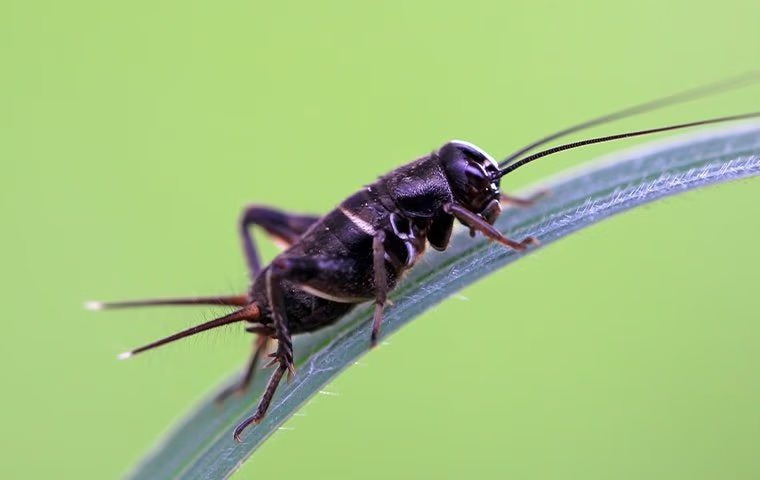 How To Get Rid Of A Cricket Problem Around Your Anna Home