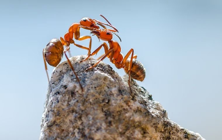Help! I Have Fire Ants In My Anna Yard