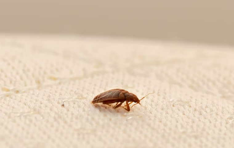 Top Strategies For Swift Bed Bug Control In Anna
