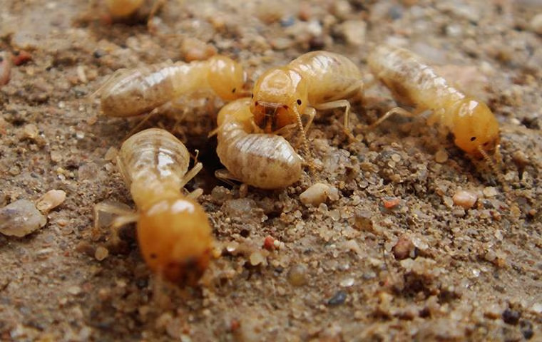 Don’t Accidentally Attract Termites To Your McKinney Residence