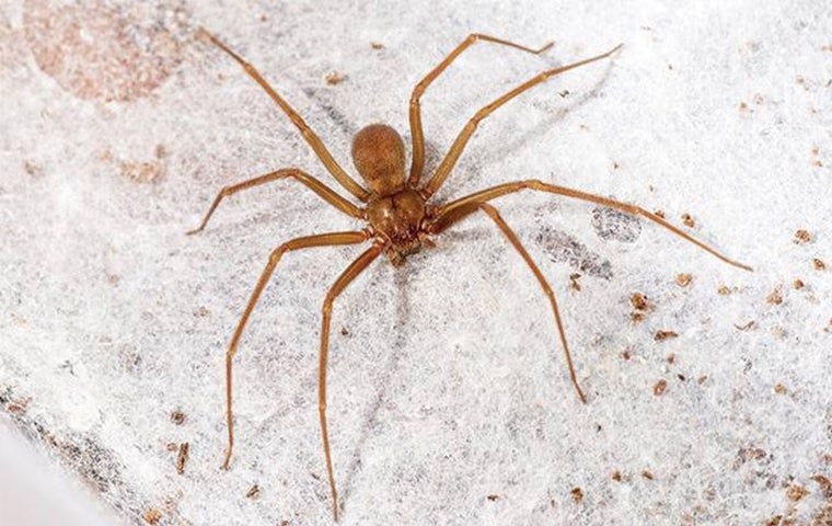 Are The Spiders In Anna Dangerous?