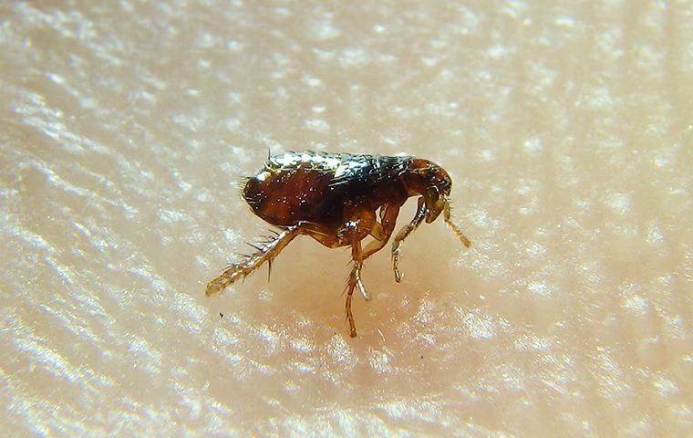 Fleas Unleashed: Tackling Fleas In McKinney Homes