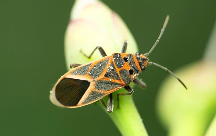 Keeping Boxelder Bugs Out Of Your Home In Anna