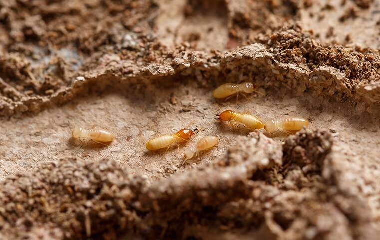 Pest Spotlight: Termite Control Made Simple For McKinney Homeowners