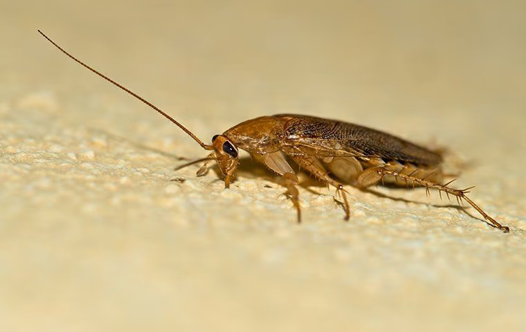 How To Get Rid Of Cockroaches: A Comprehensive Guide For McKinney Homeowners