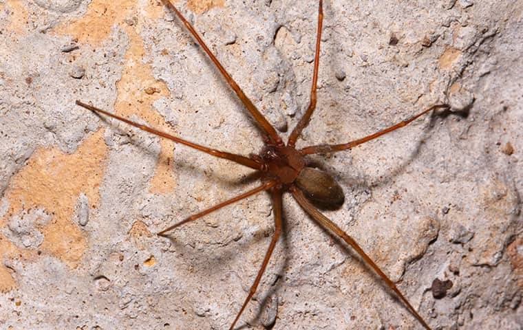 Are The Brown Recluse Spiders In McKinney Something To Worry About?