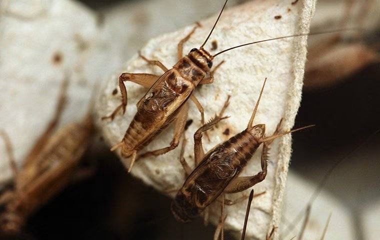 Pest Spotlight: Addressing The Crickets In McKinney