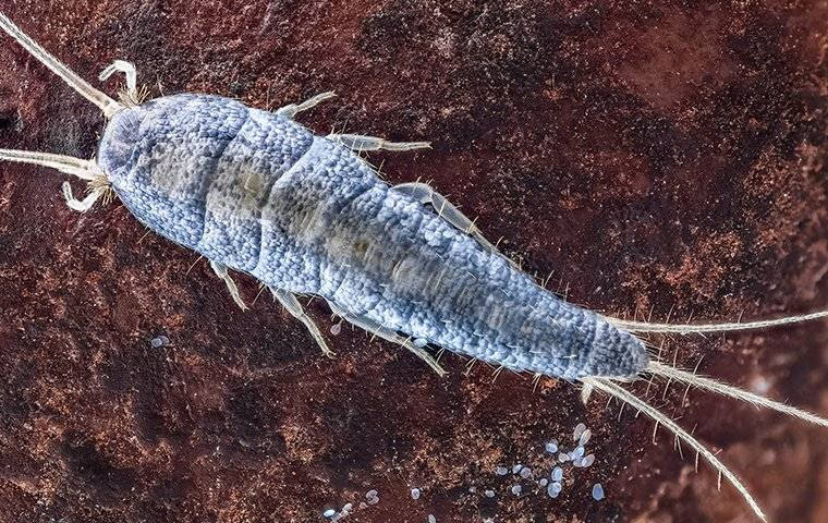All The Problems Silverfish Can Cause In Your Anna Home