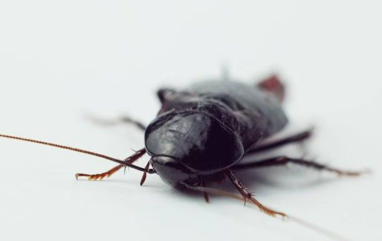 The Dangers Roaches Bring To Your Anna, TX Property