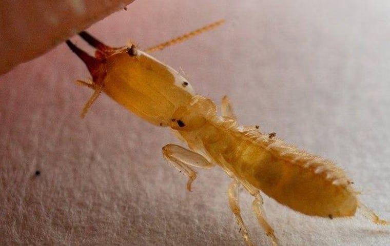 The Key To Effective Termite Control In Anna, TX