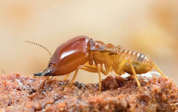 The Homeowner’s Guide To Effective Termite Control In Anna