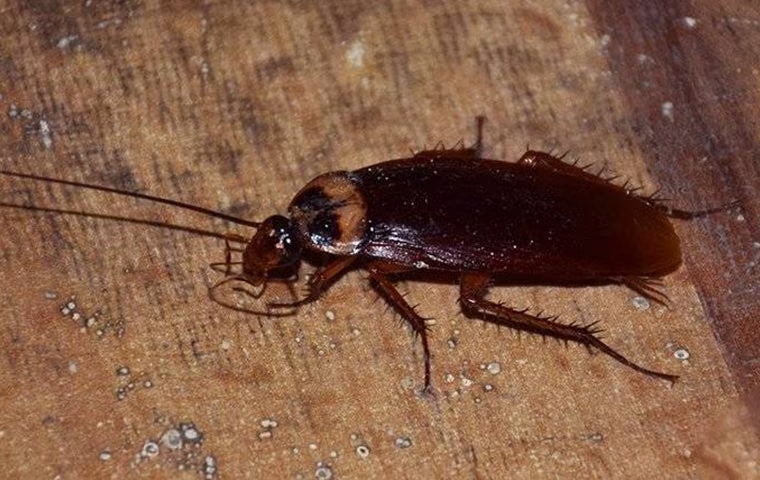 What Every McKinney Homeowner Should Know About American Cockroach Control