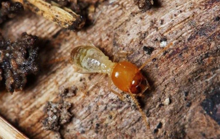 The Best Termite Control For Anna, TX Properties