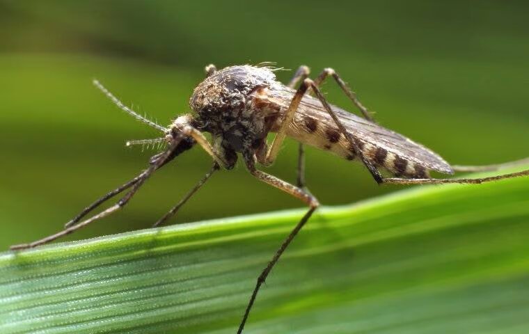 What Melissa Homeowners Can Do To Stop The Return Of Mosquitoes