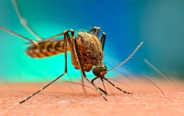 What Is The Best Mosquito Repellent To Use In Anna?