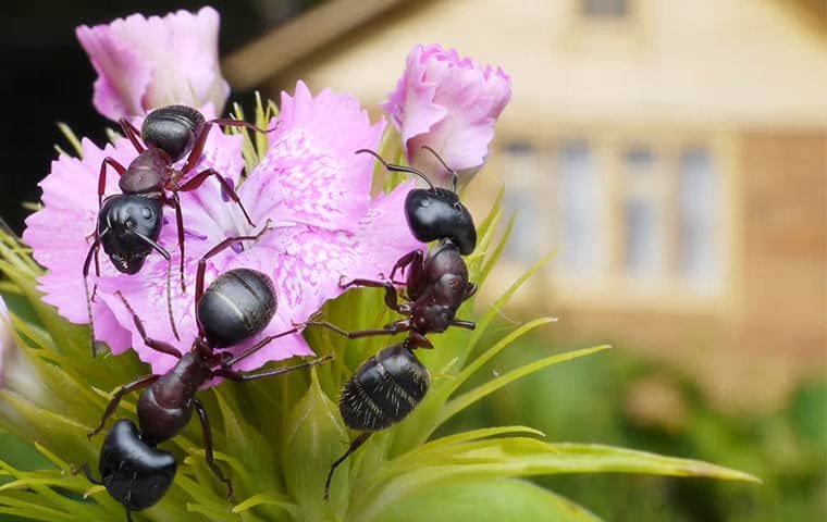 Should You Be Worried About Ants In Your Anna Home?