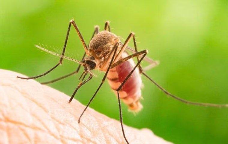 Eco-Friendly Mosquito Control Tips For Melissa Residents