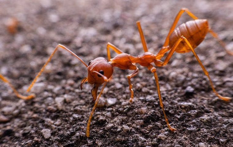 Fire Ants In McKinney: A Handy Guide To Identification, Prevention, And Control