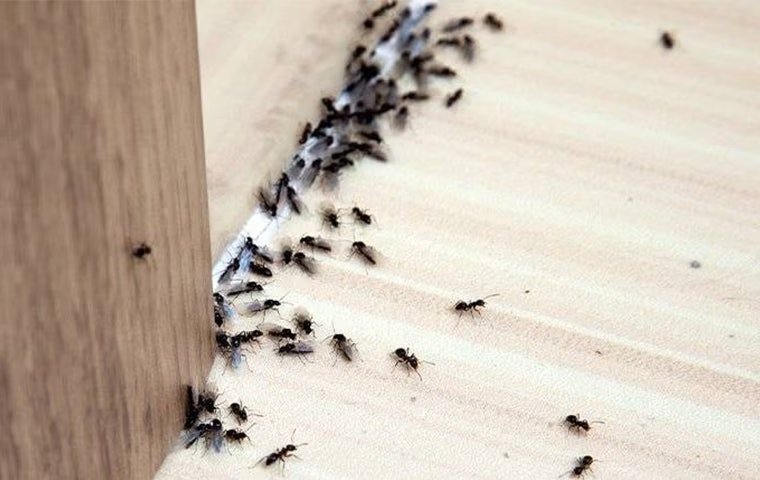 Ants Can Cause Major Problems In Your Anna Home