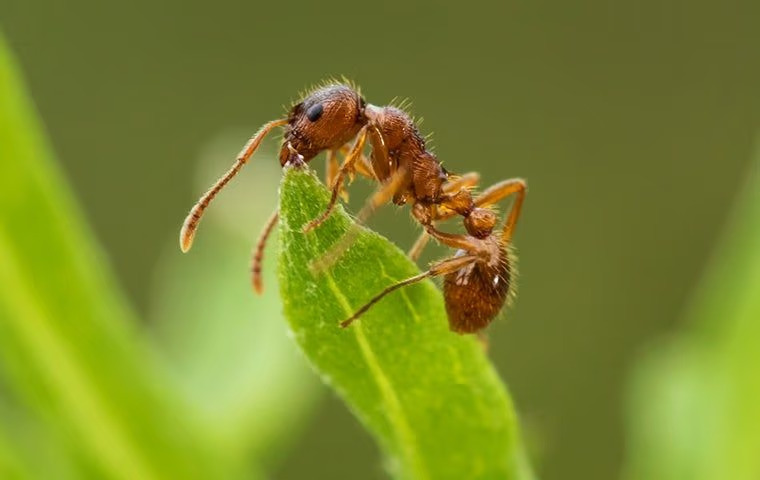 Five Strategies For Effective Fire Ant Control In Anna