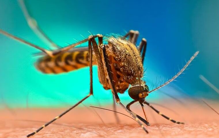Mosquitoes In Melissa Can Be Tricky To Tackle