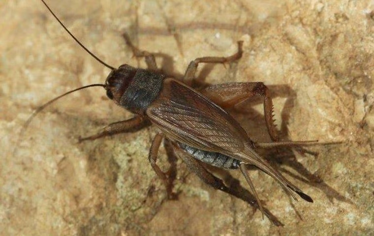 Is It Dangerous To Have Crickets In My Anna Home?