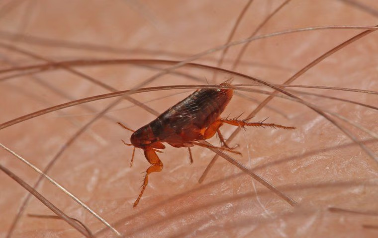 What Anna Residents Can Do To Prevent Fleas