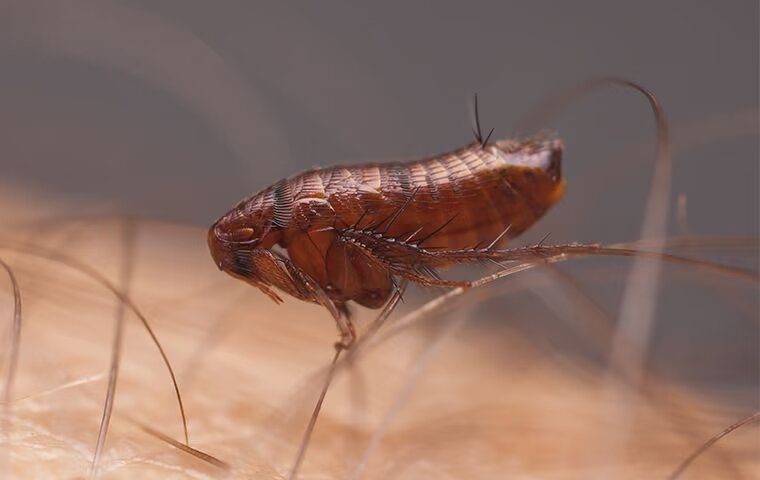 Help! There Are Fleas In My Melissa Home