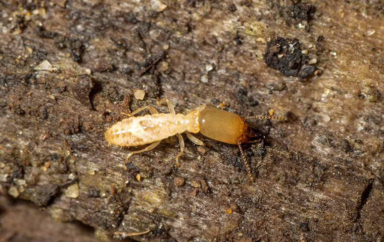 Termite Control: Tips And Tricks For A Pest-Free Home In Anna