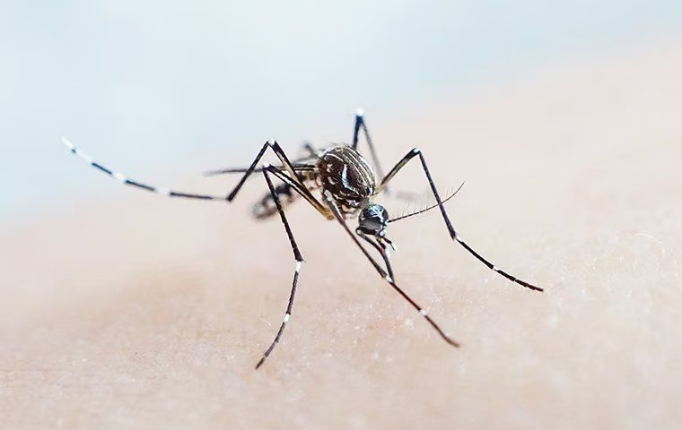 Mosquitoes Are Still Buzzing Around McKinney: How To Stop Them