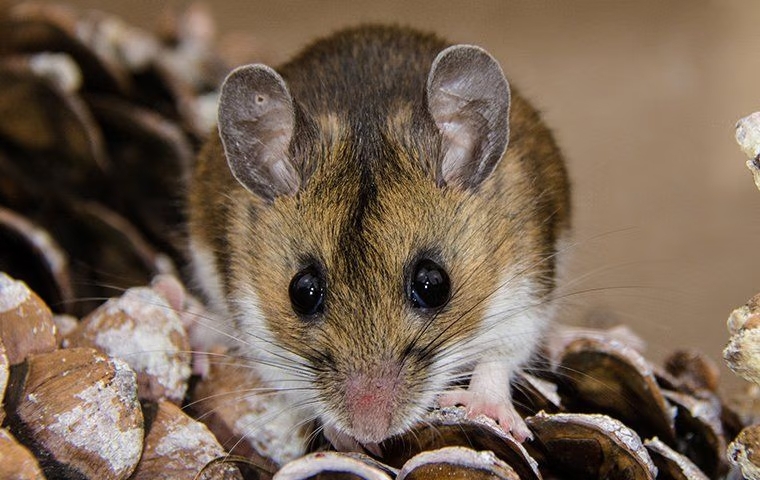 Mouse-Proofing Your Garage: A Practical Guide For Anna Homeowners
