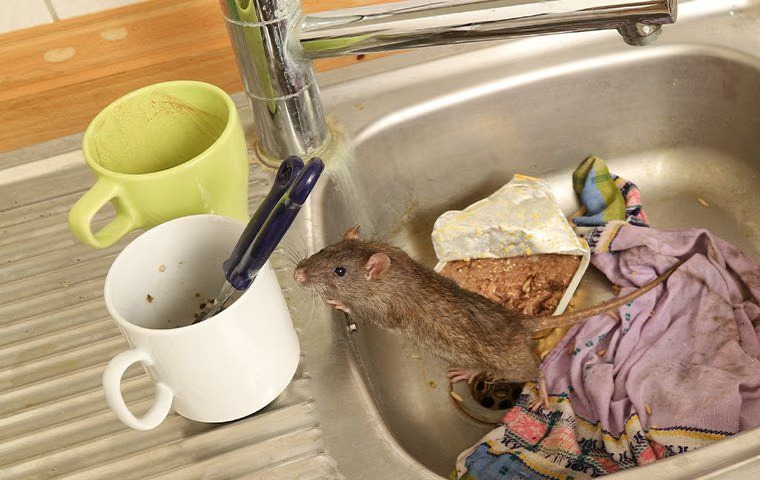Rat Control Myths Debunked: What Really Works And What Doesn’t In McKinney