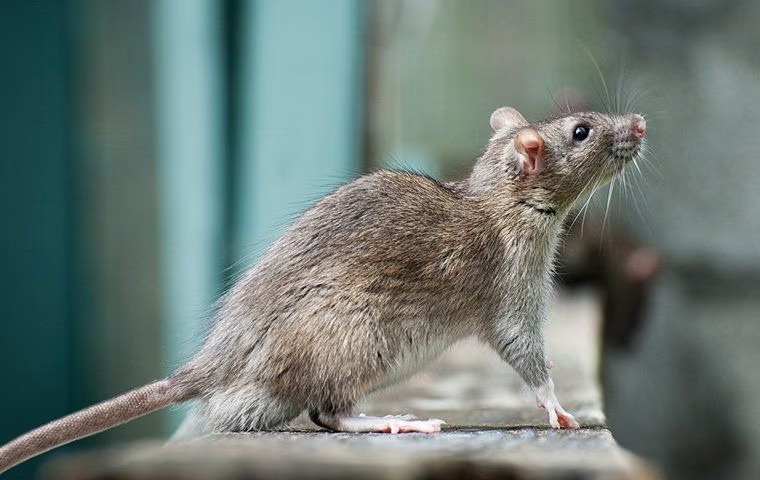 Rat Control 101: A Complete Guide For Anna Property Owners