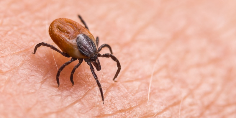 Tick Control Experts in Anna, TX