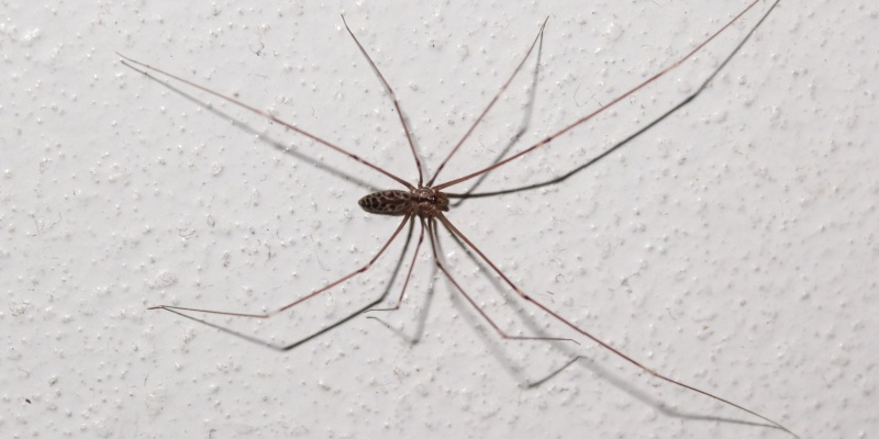 Are Spiders a Common Problem in Anna, TX?